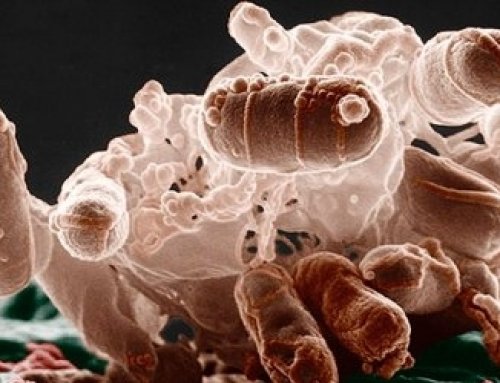 súlycsökkentő baktériumok a bélben